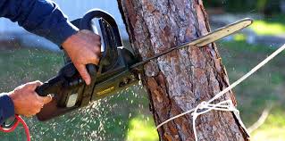 Best Tree Health Inspection  in Bonneau Beach, SC