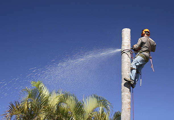 Best Tree Risk Assessment  in Bonneau Beach, SC