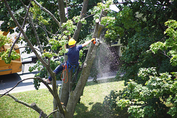 Best Fruit Tree Pruning  in Bonneau Beach, SC